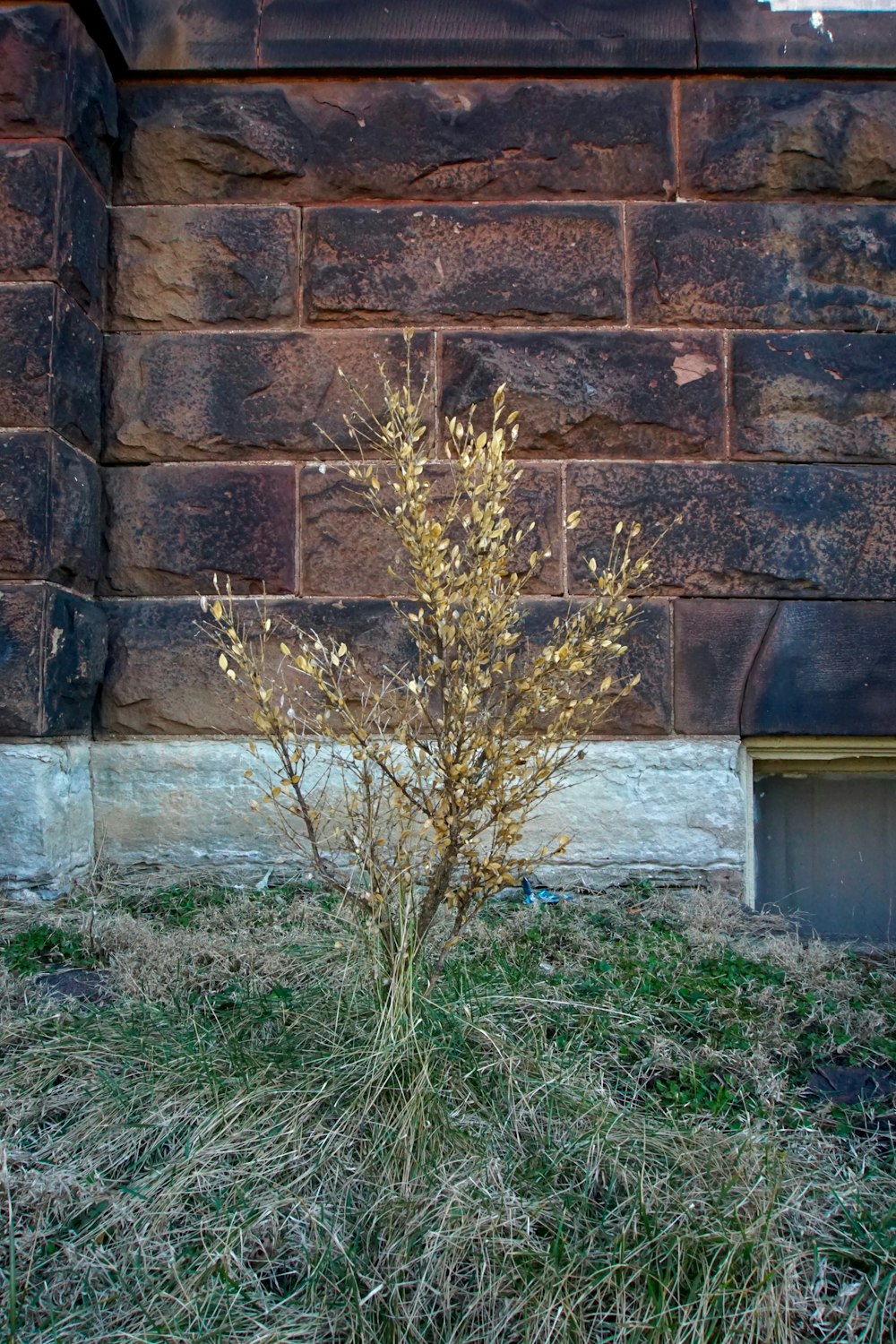 a small tree in front of a brick wall