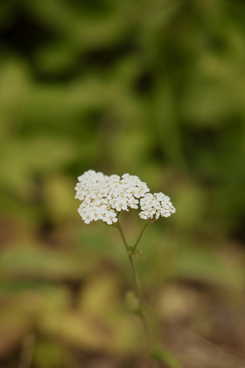 um close up de uma pequena flor branca