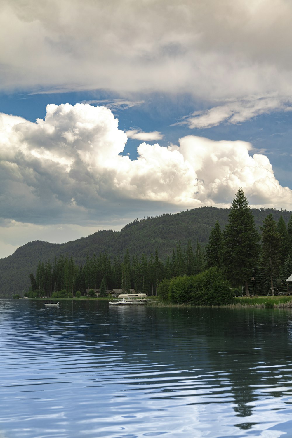 a large body of water surrounded by a forest