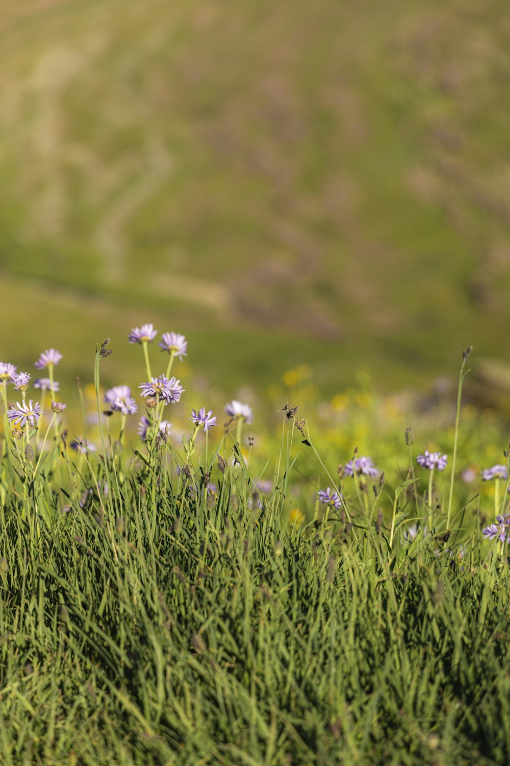 a field full of purple flowers on top of a lush green hillside