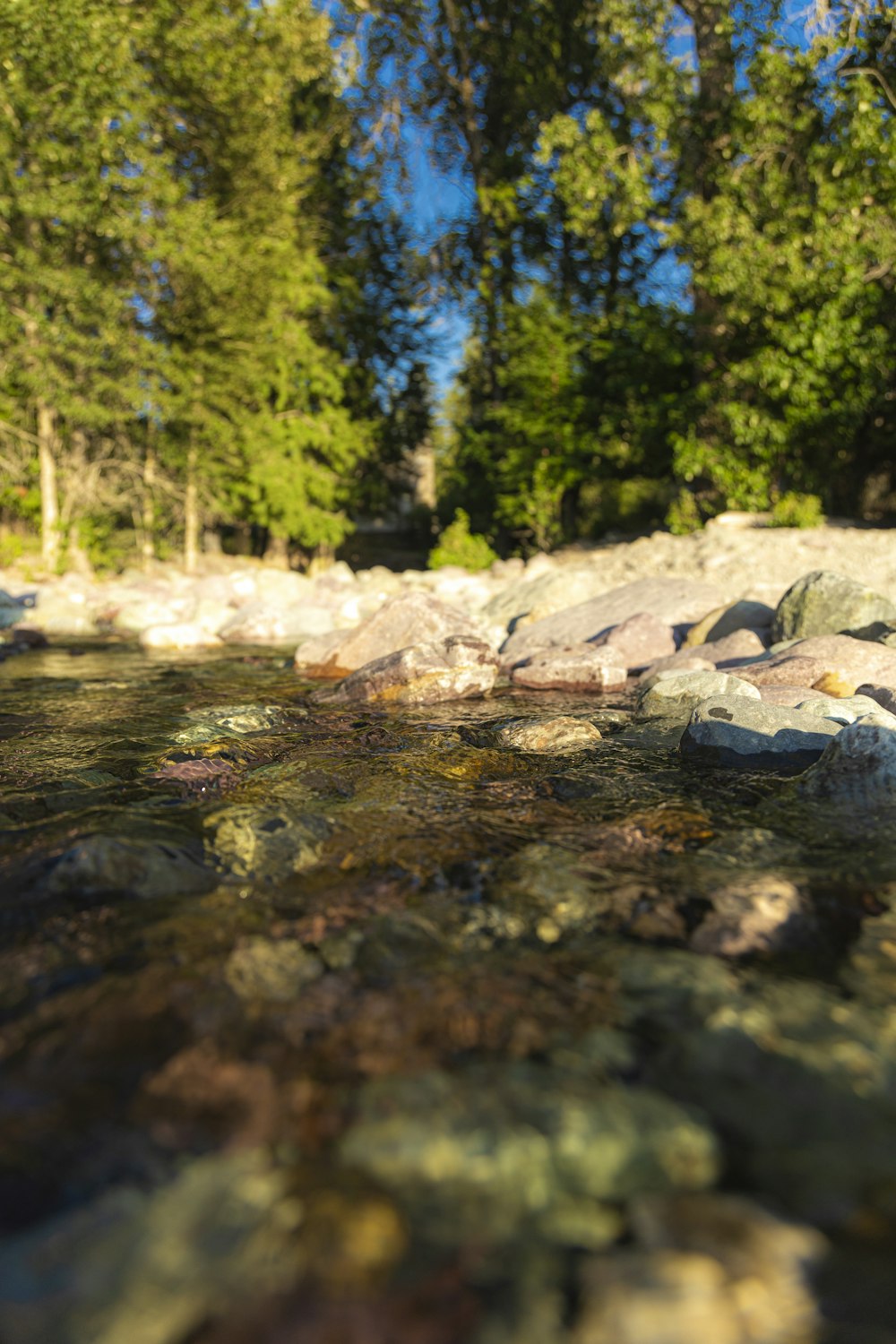 a stream running through a forest filled with rocks