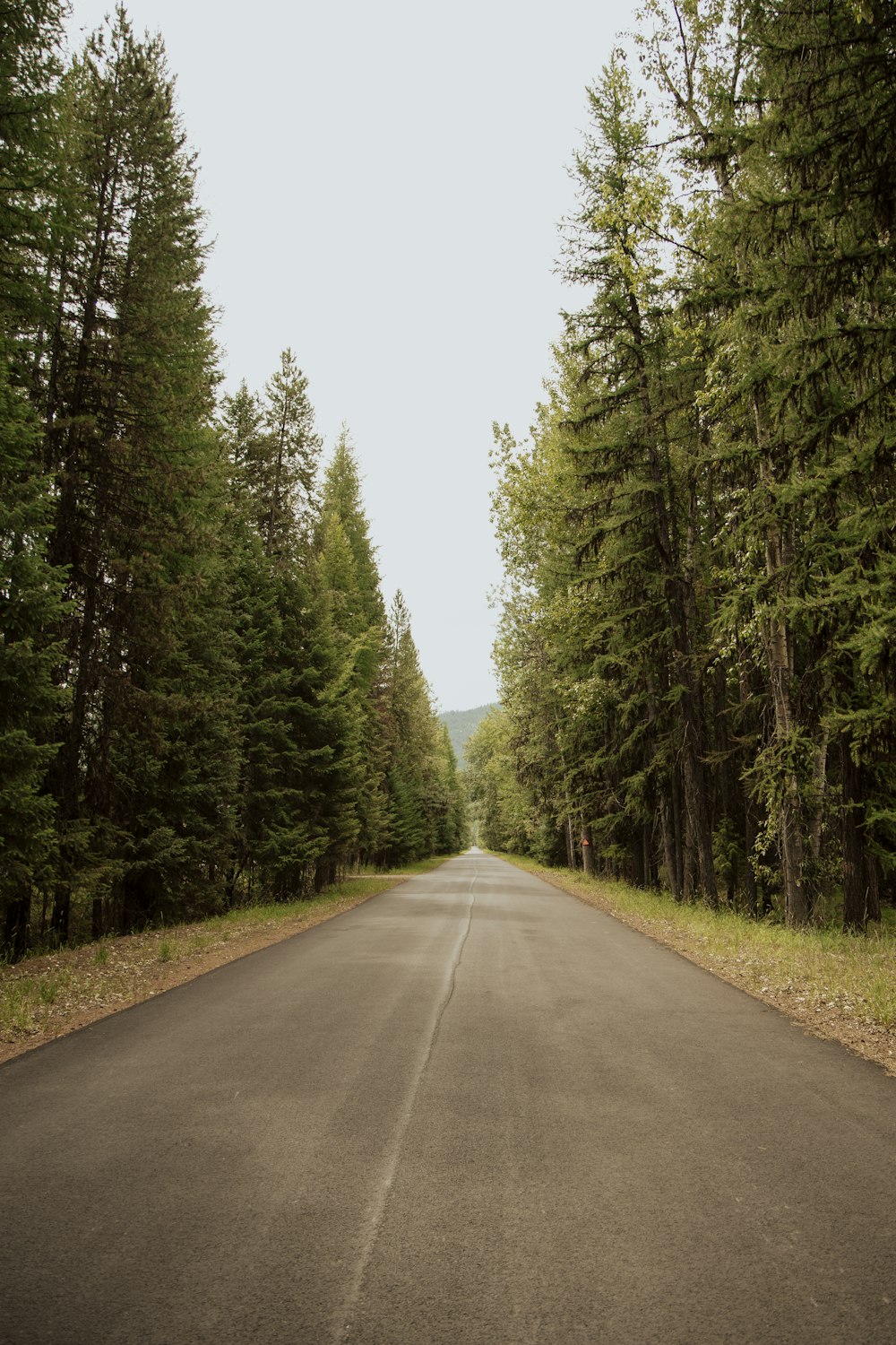 an empty road in the middle of a forest