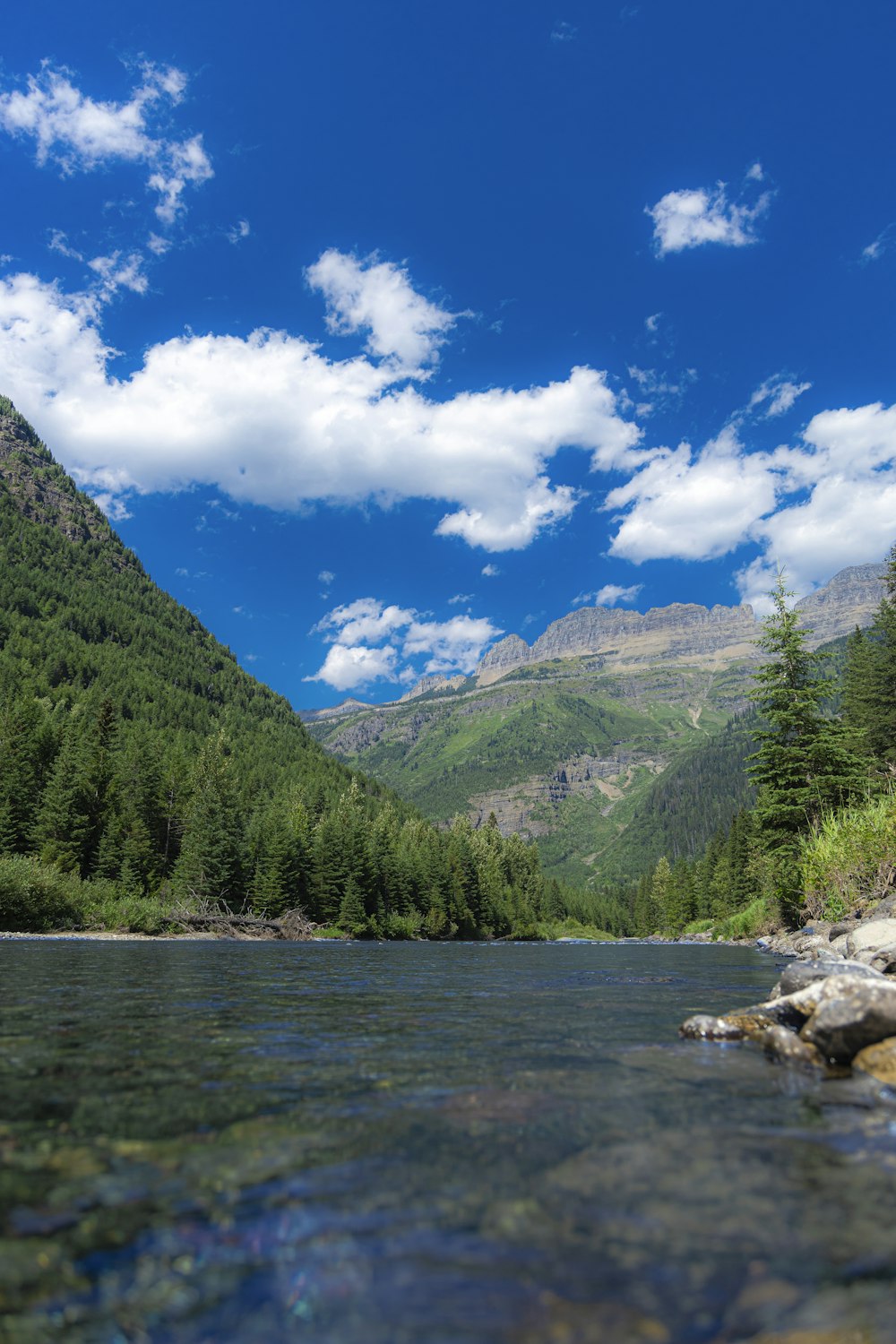 Un río que atraviesa un frondoso bosque verde