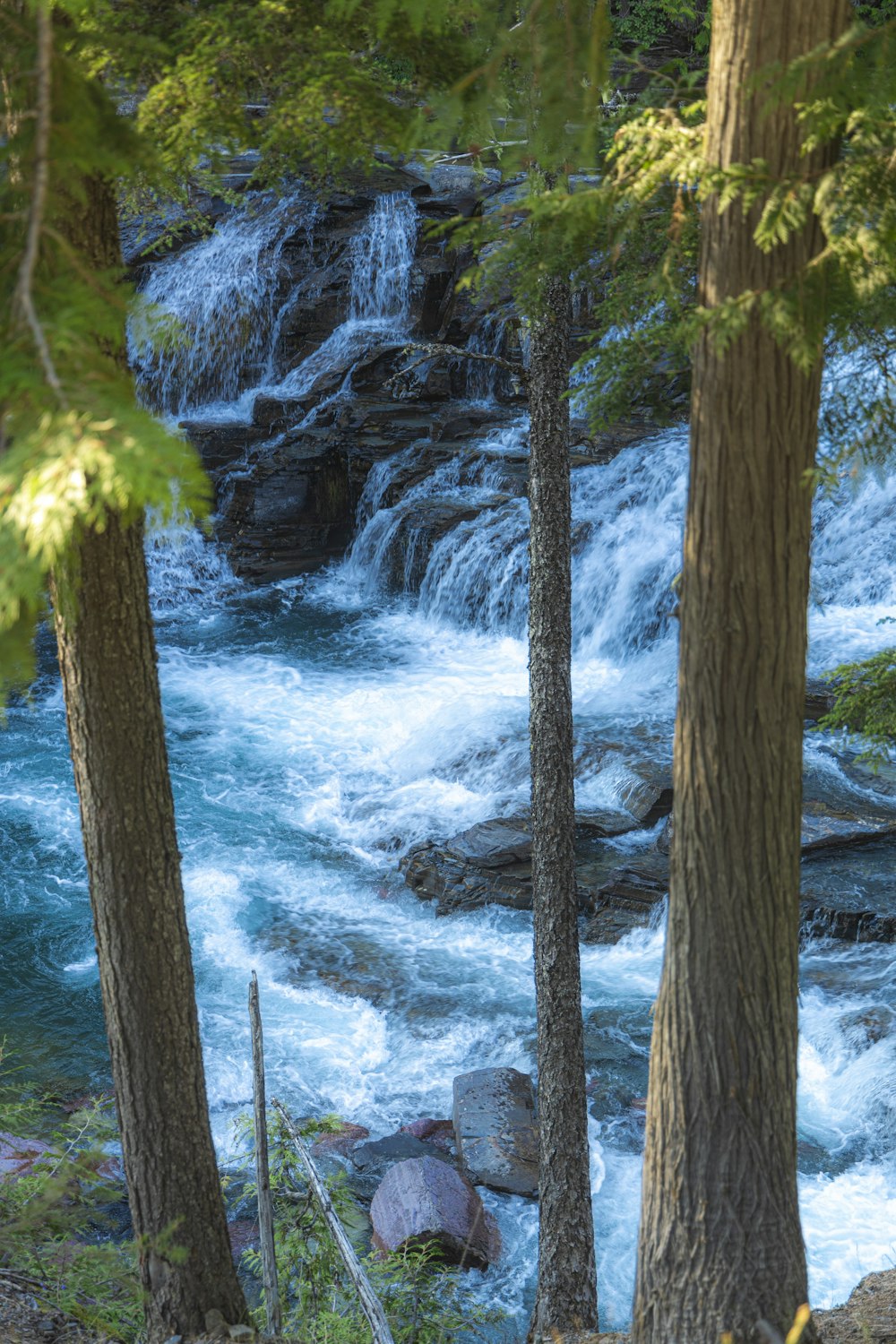 a river running through a forest filled with lots of trees