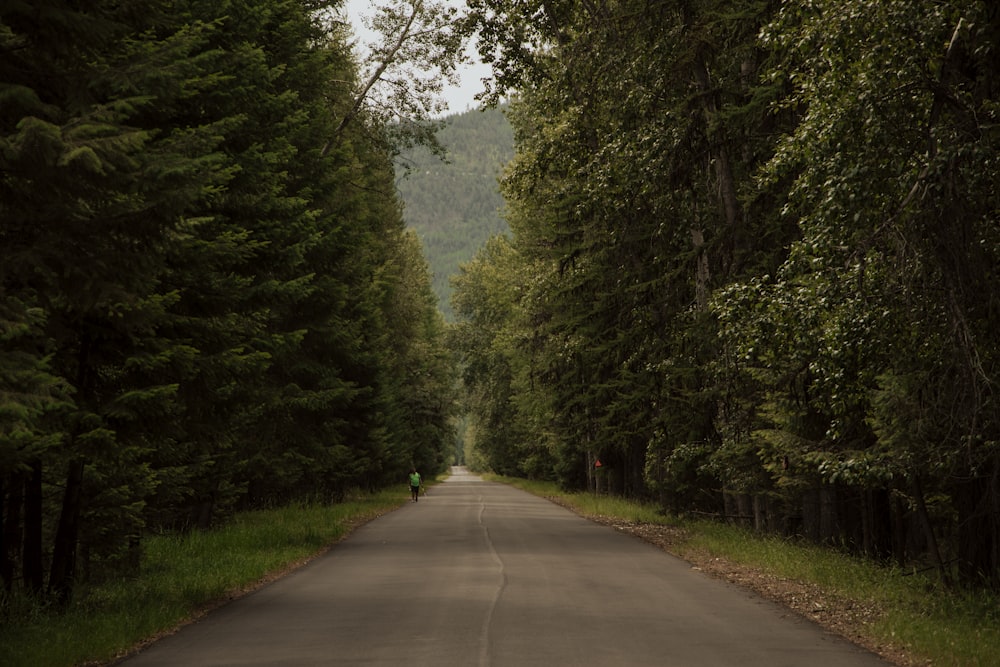 una persona conduciendo una motocicleta por un camino bordeado de árboles