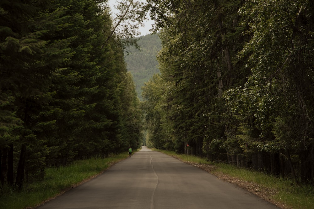 a person riding a motorcycle down a tree lined road