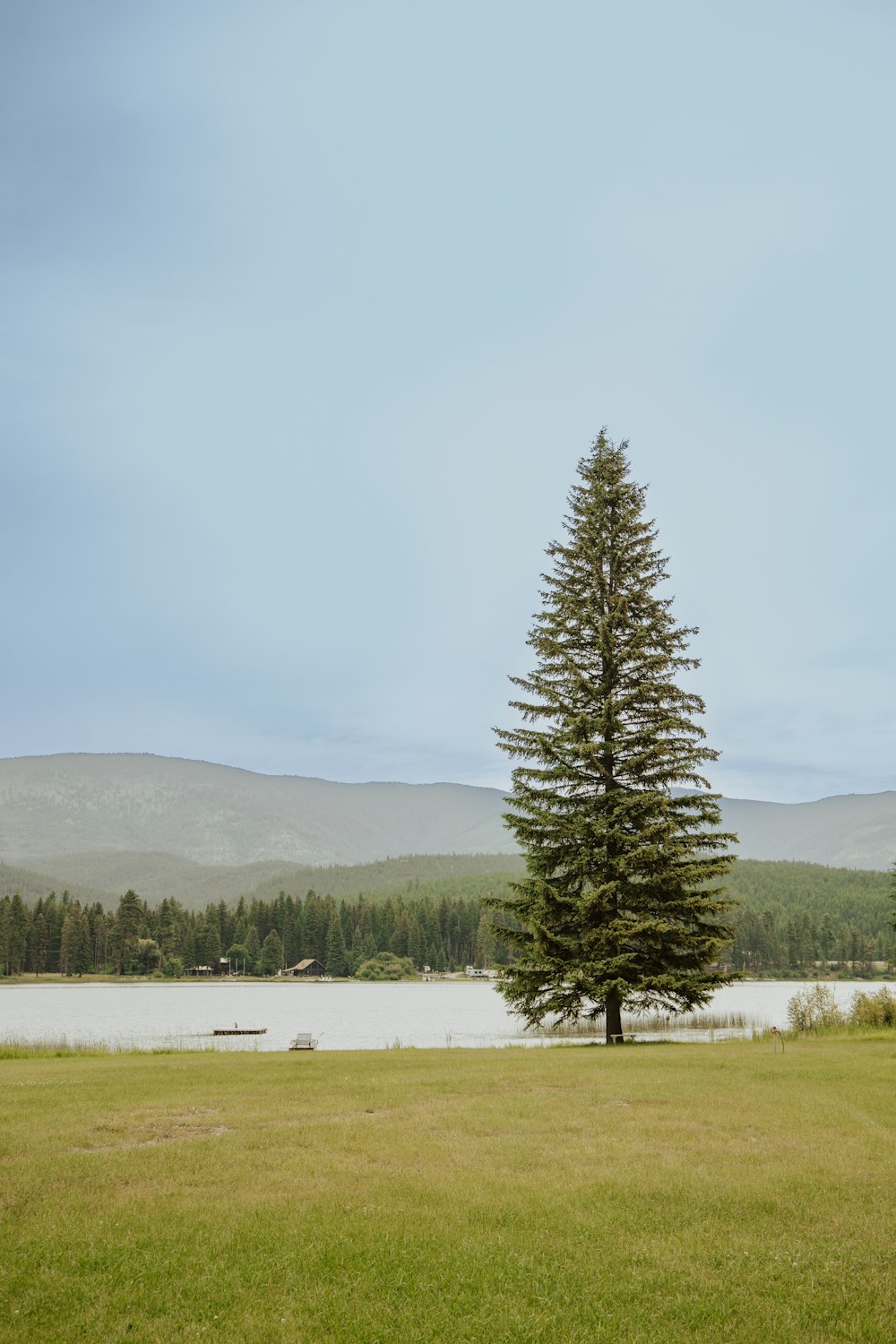 a lone pine tree in a field near a lake