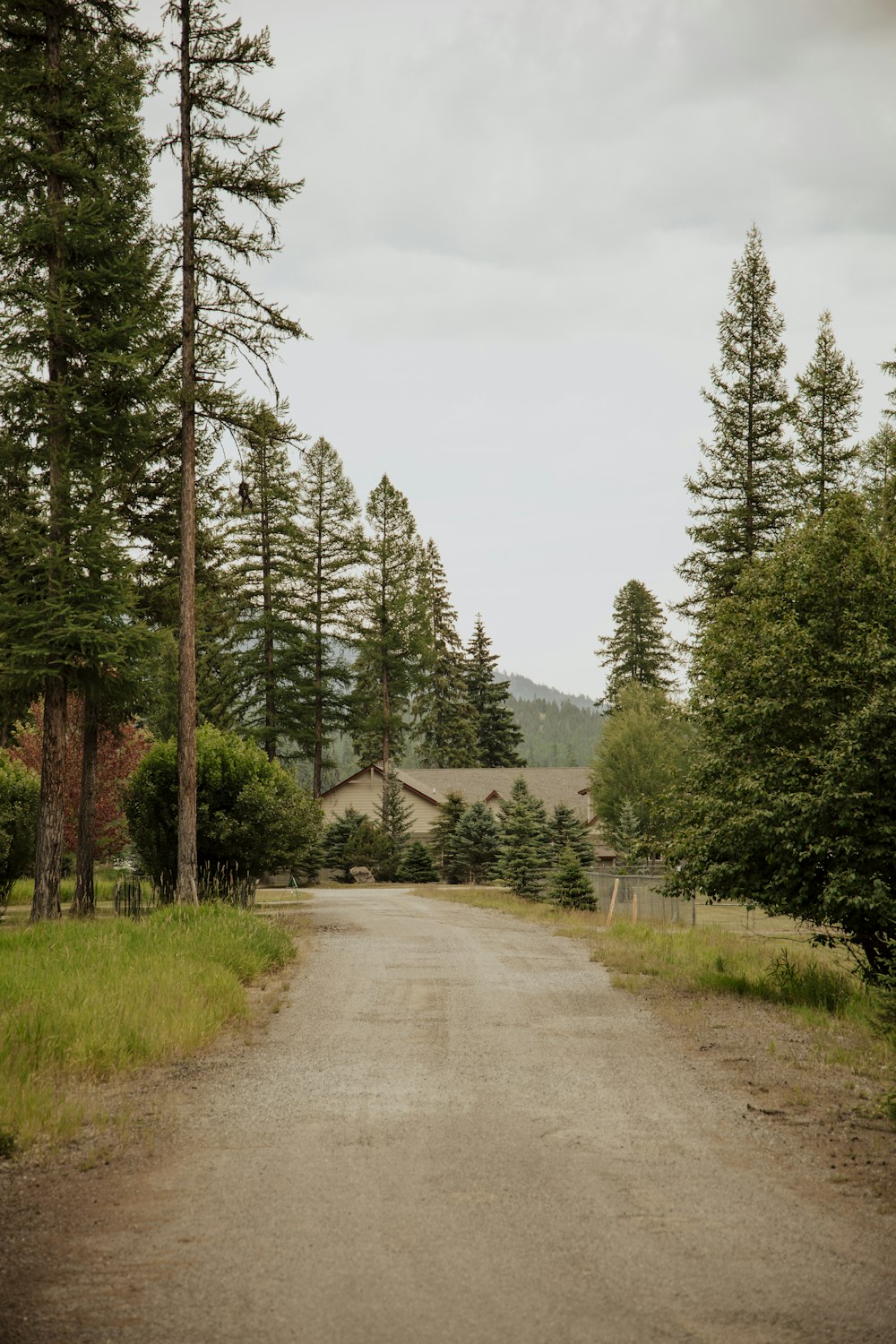 a dirt road in the middle of a forest