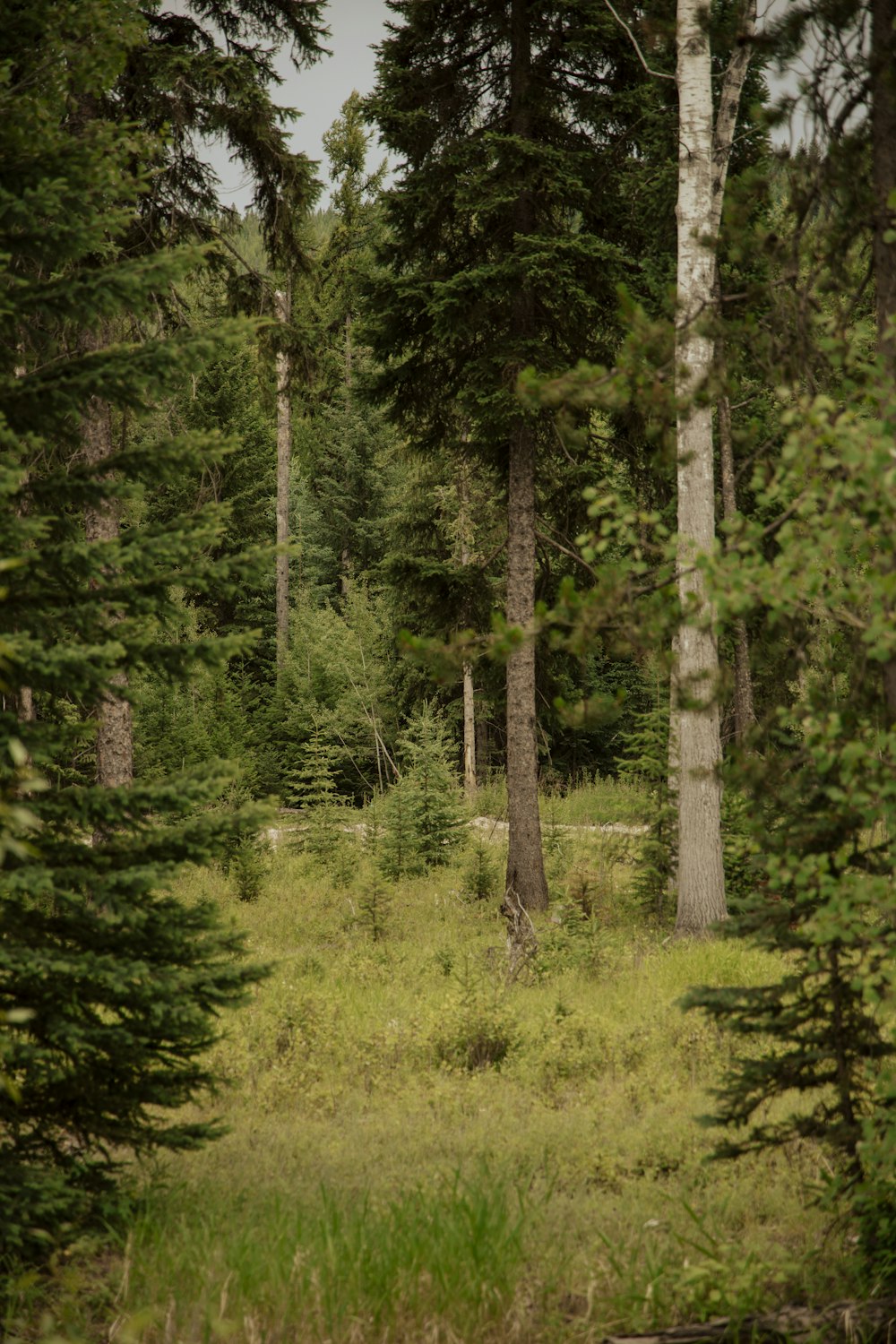 a bear walking through a forest filled with trees