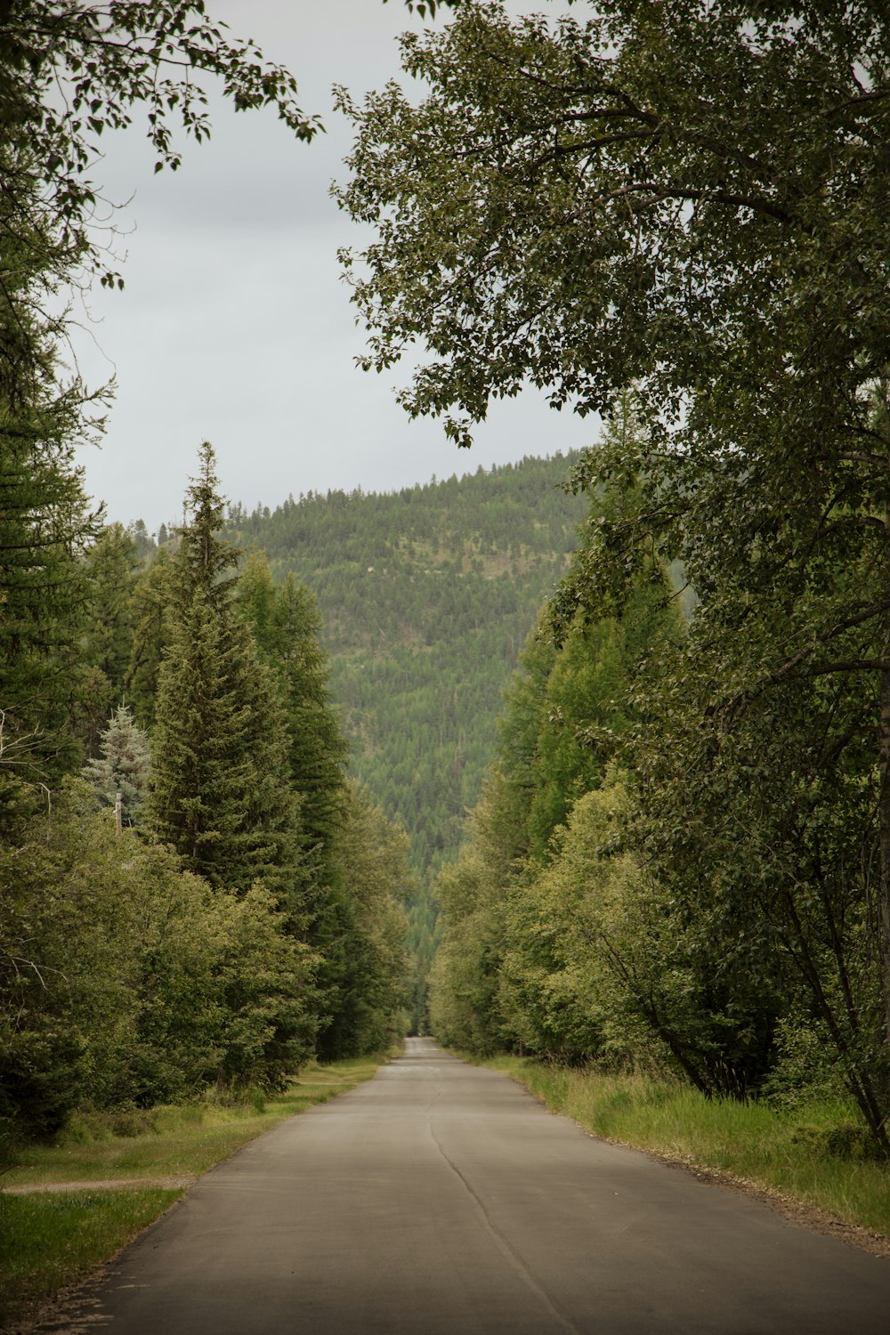 an empty road in the middle of a forest