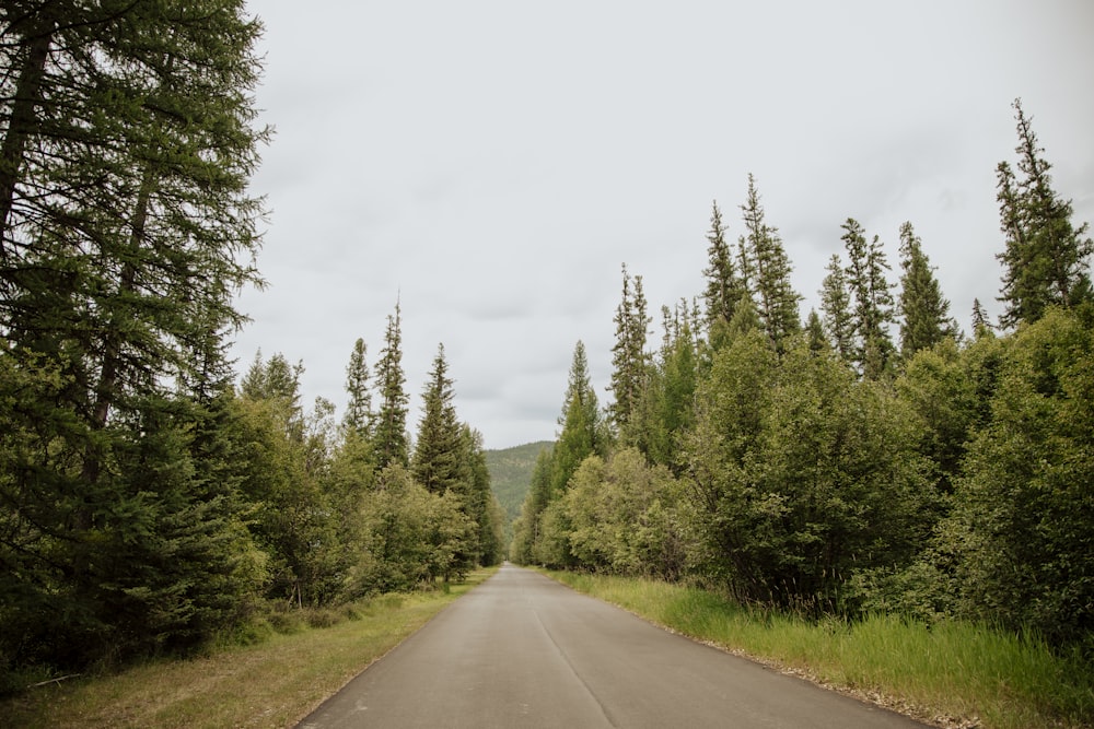 eine Straße mitten im Wald