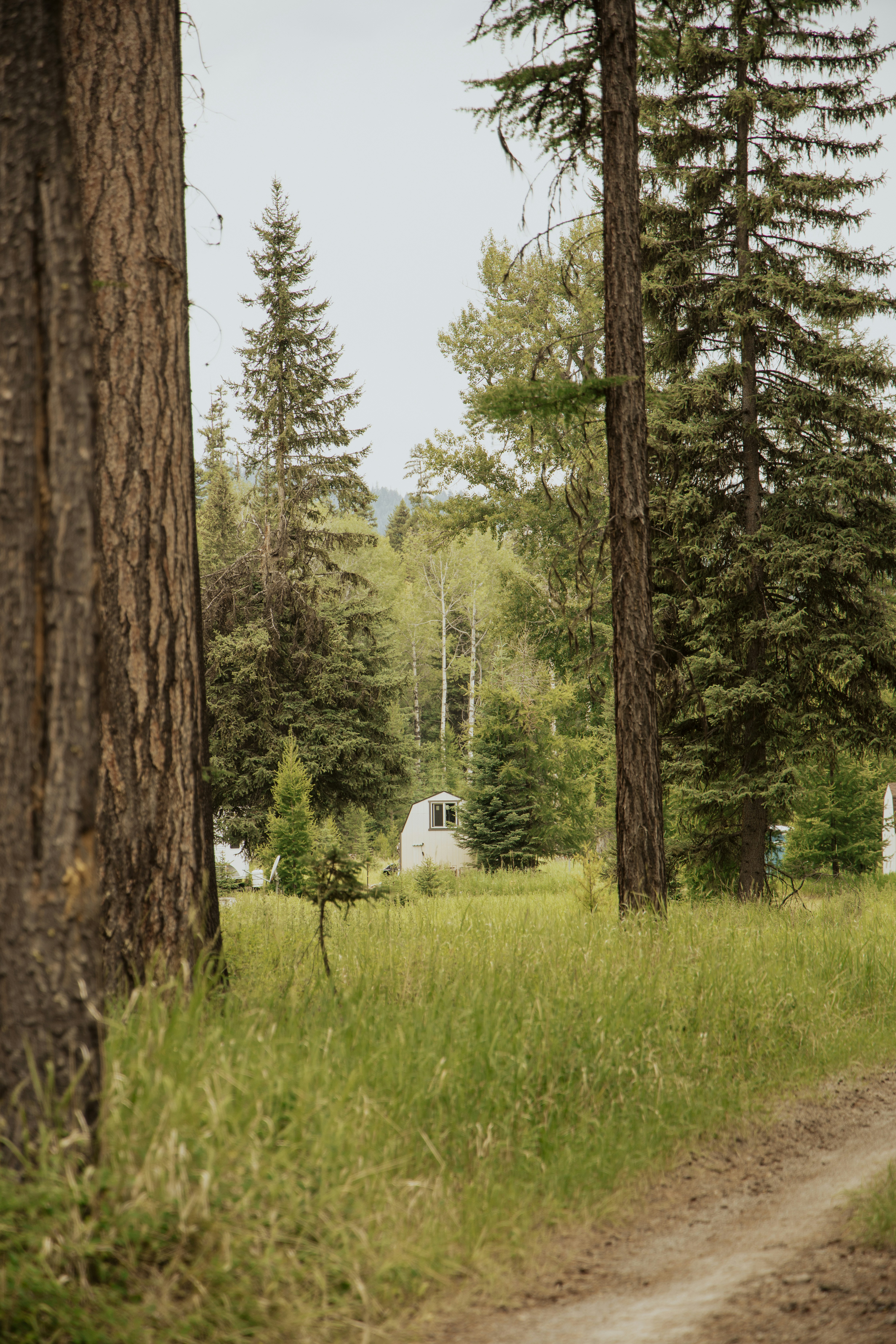Un chemin de terre au milieu d’une forêt