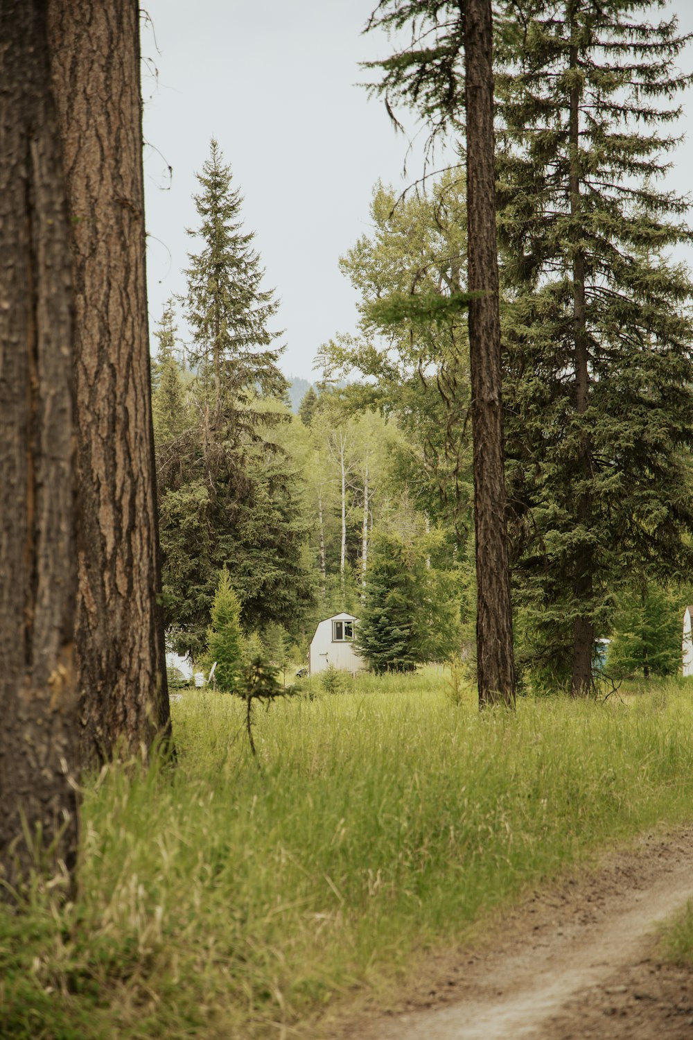 a dirt road in the middle of a forest