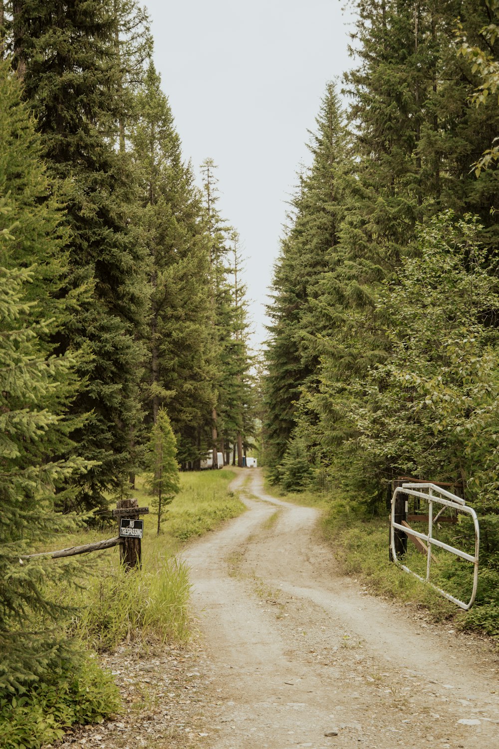 a dirt road in the middle of a forest