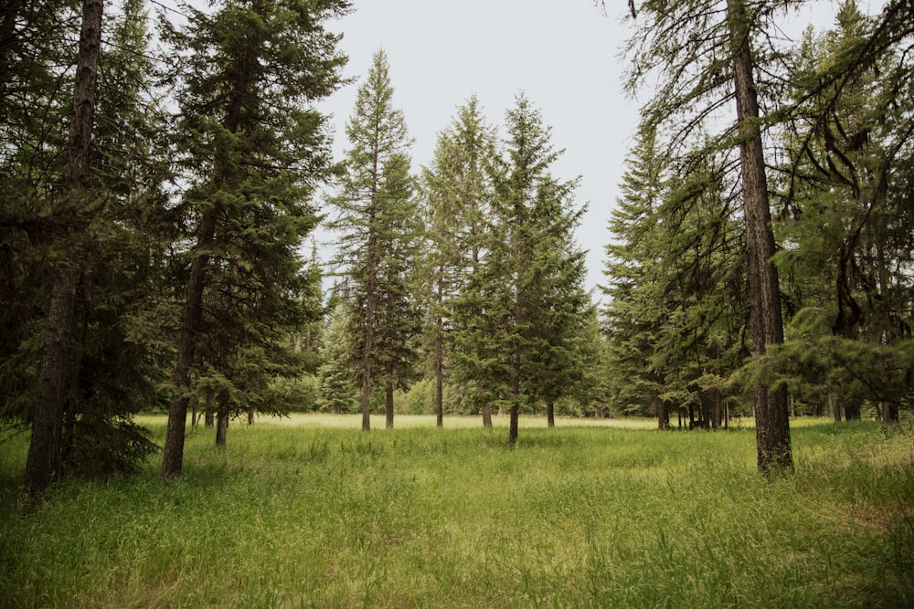 a grassy field surrounded by tall pine trees