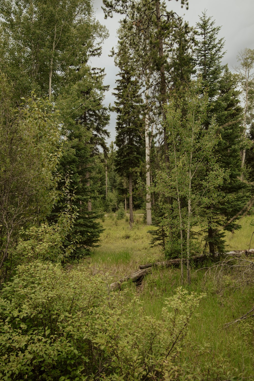 a forest filled with lots of tall trees