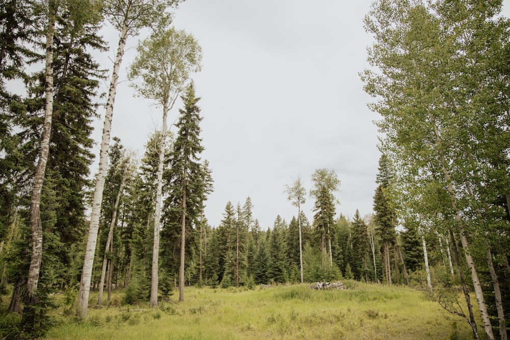 un campo erboso circondato da alberi ad alto fusto