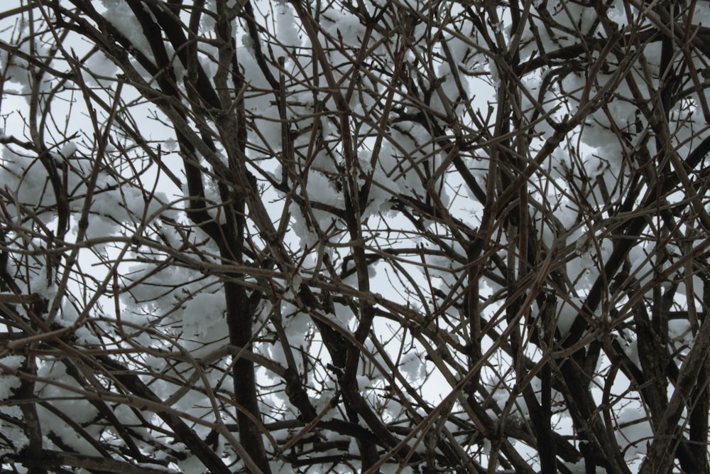 a bird is perched on a tree branch