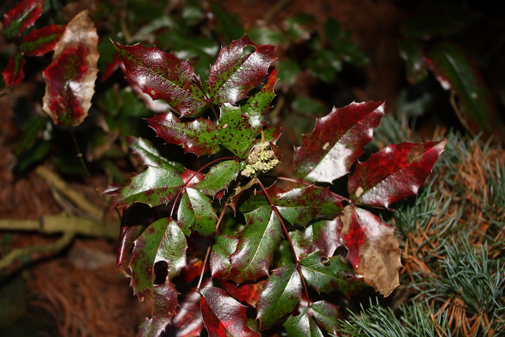 a close up of a plant with red and green leaves