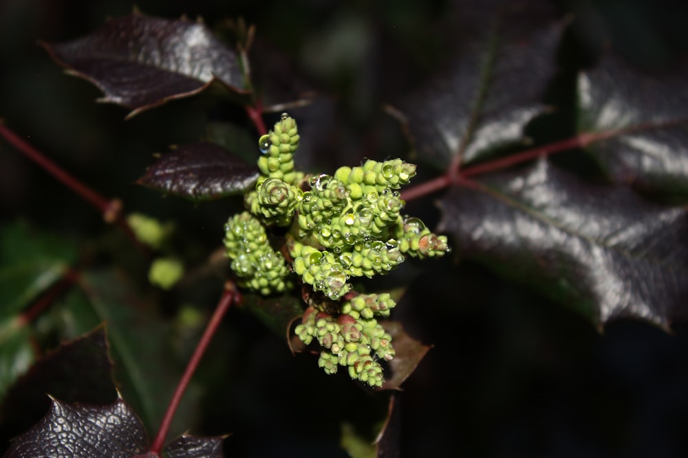 a close up of a green plant with leaves