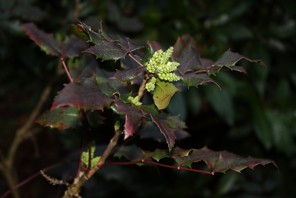 a close up of a plant with green leaves