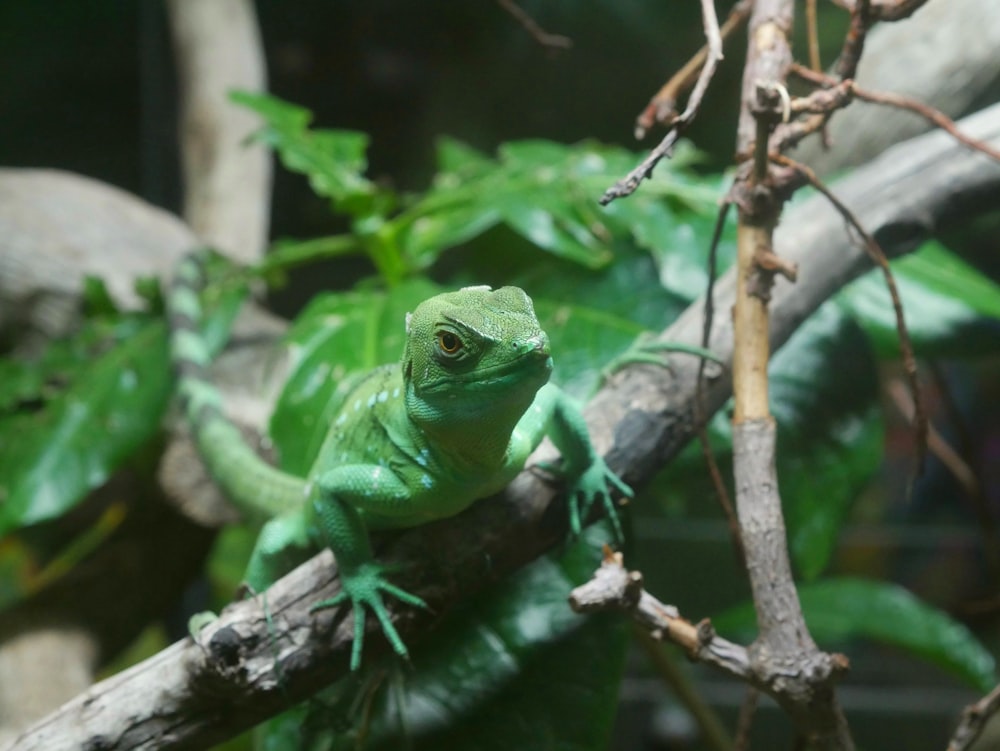 a green lizard sitting on a tree branch