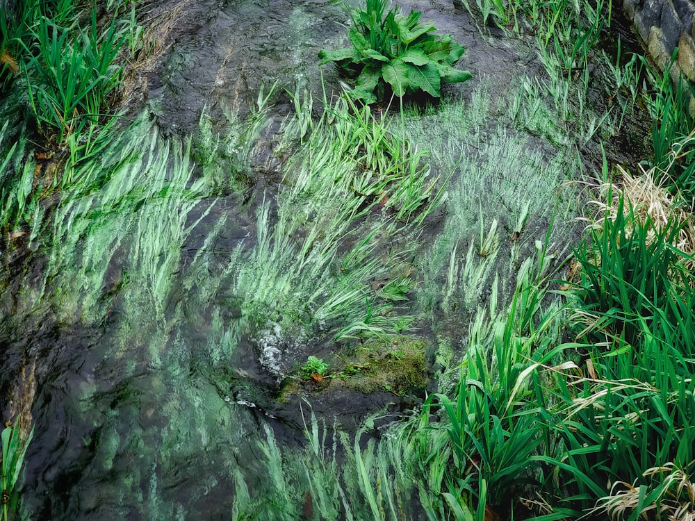 un pequeño arroyo que corre a través de un frondoso bosque verde