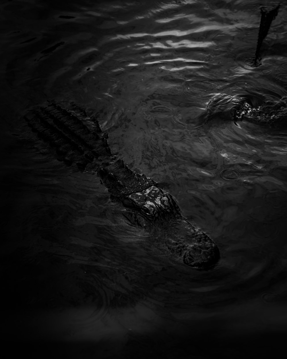 two alligators swimming in a body of water