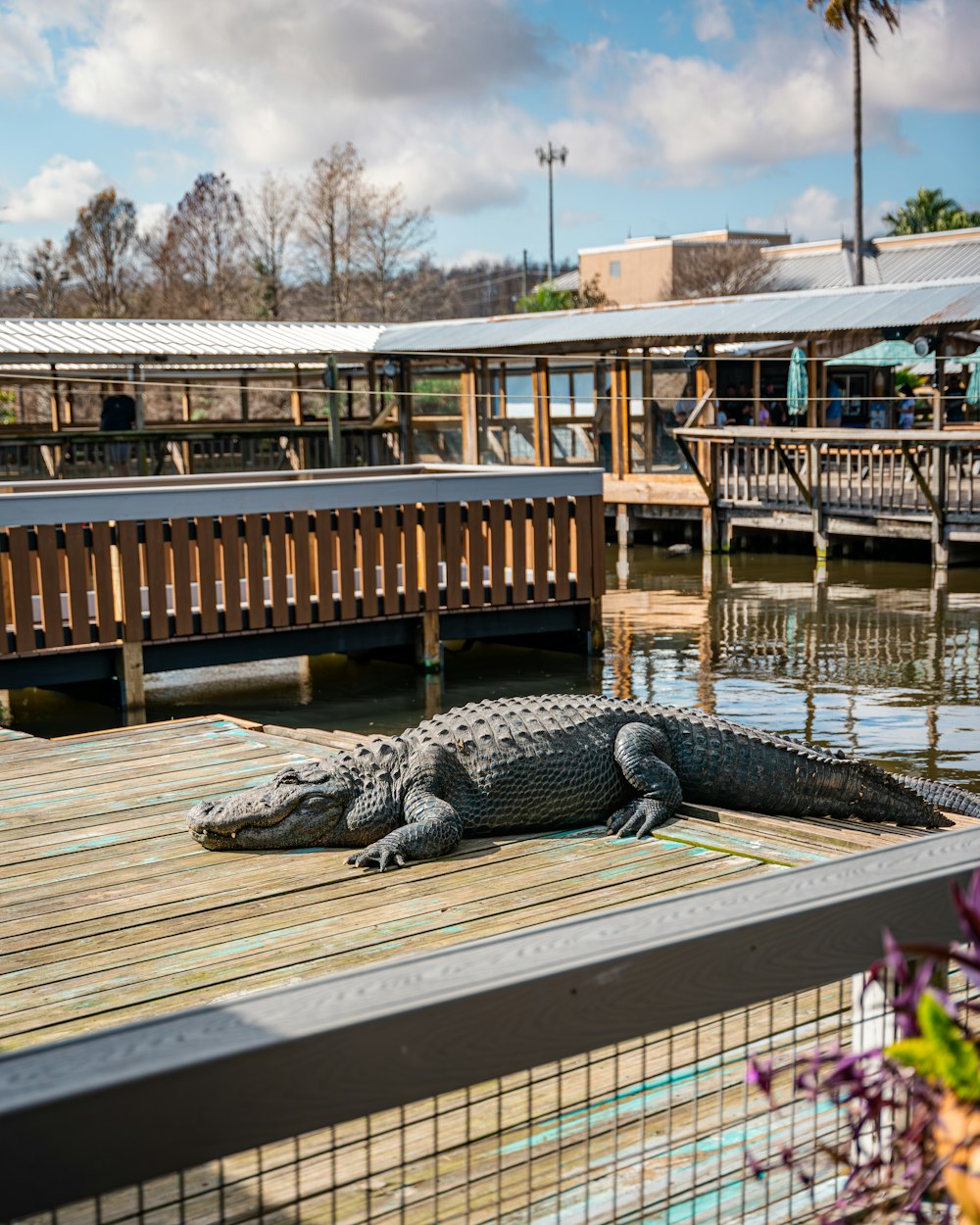 a large alligator laying on a wooden dock