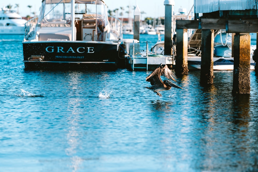 a bird is sitting on a dock near a boat