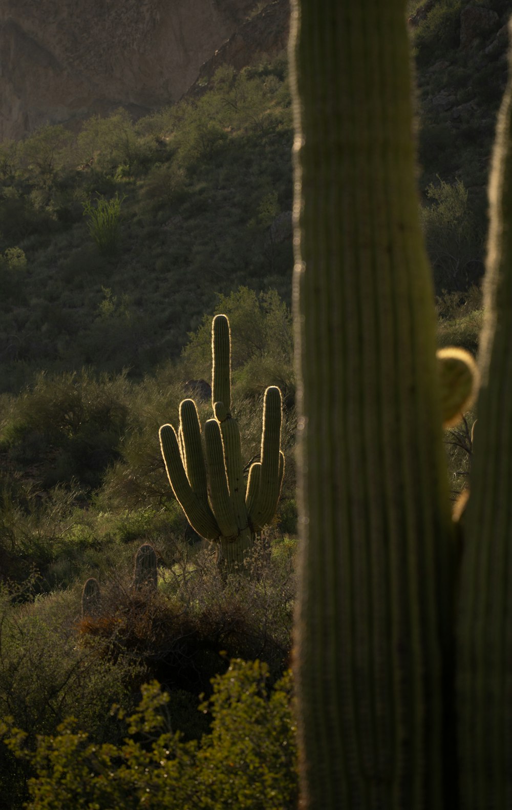 a cactus in the foreground with a mountain in the background