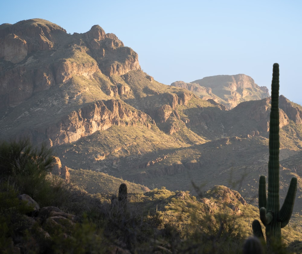 a mountain range with a cactus in the foreground