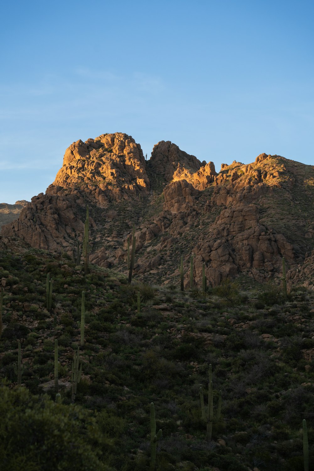 a mountain range with cactus trees in the foreground