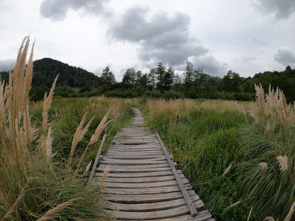 a wooden walkway in a grassy field with trees in the background