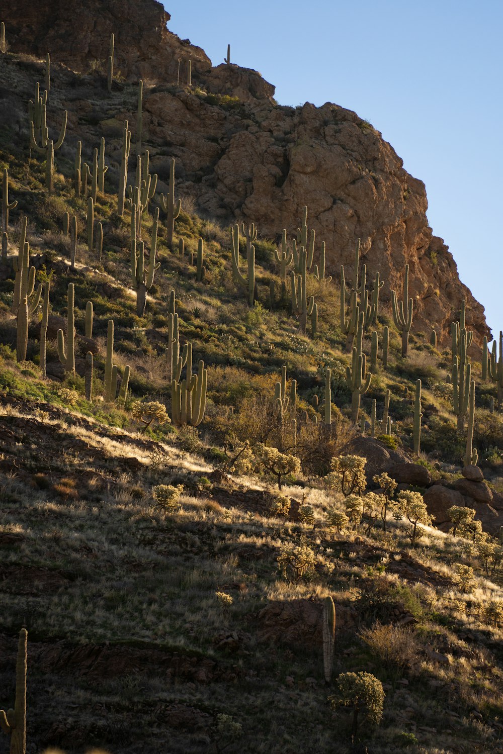 a hillside with cactus trees on the side of it