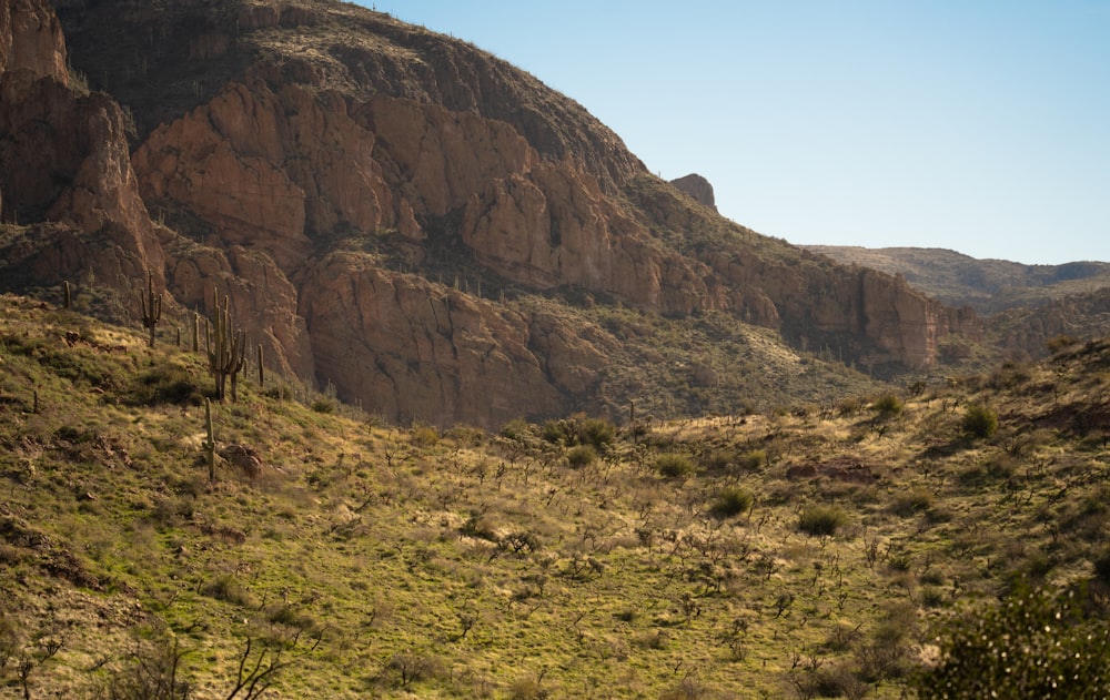 a view of a mountain with a cactus in the foreground