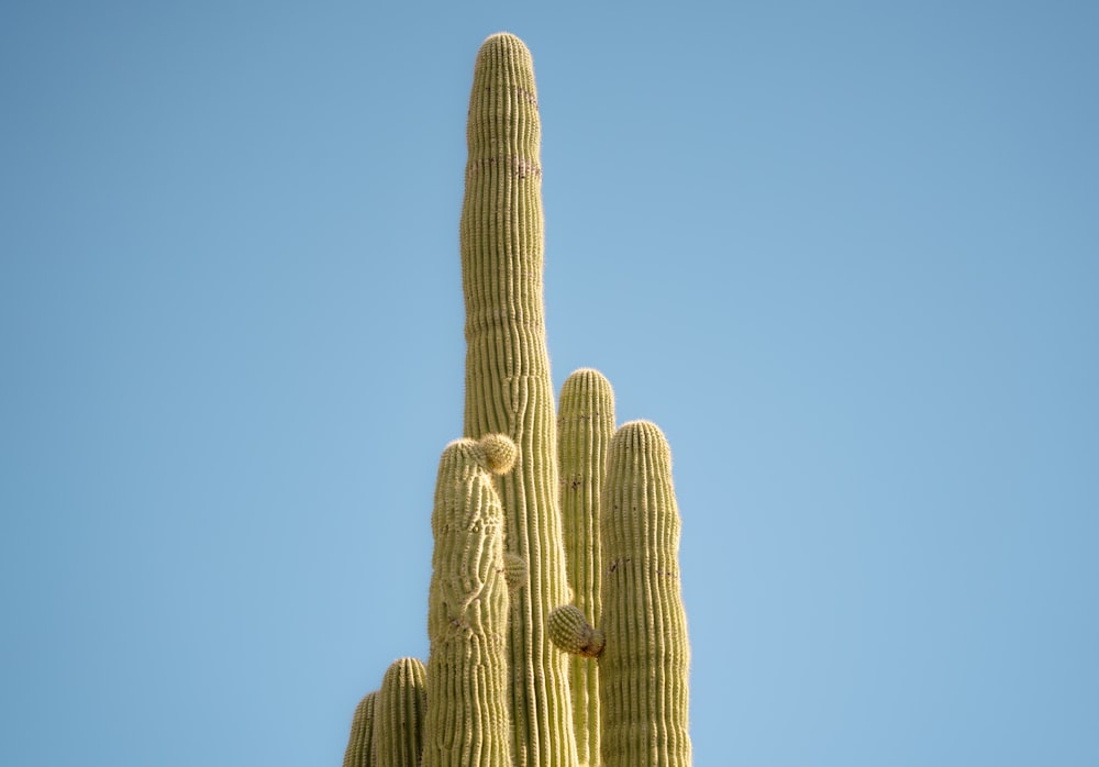 un grand cactus avec un fond de ciel