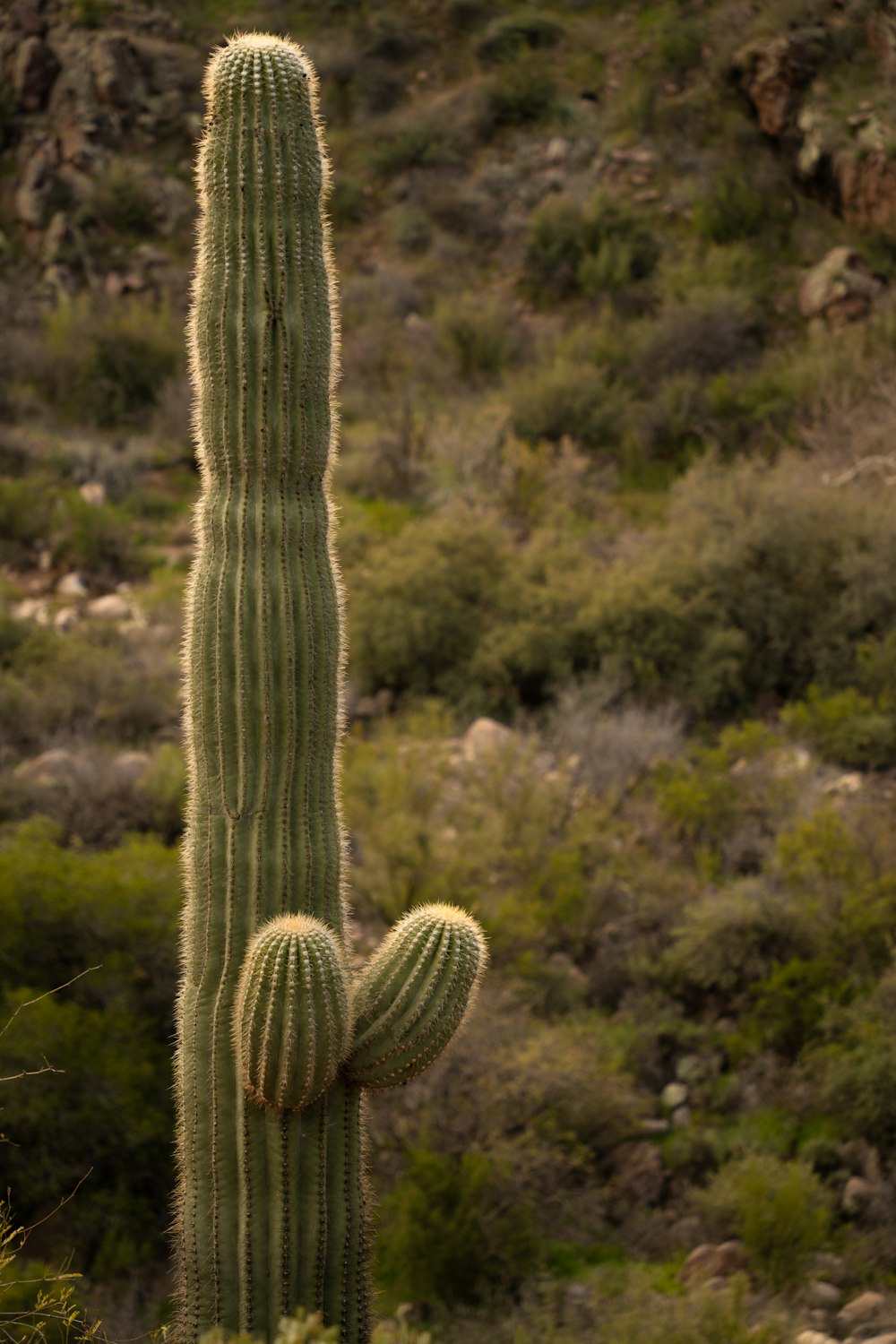 un grand cactus au milieu d’un champ