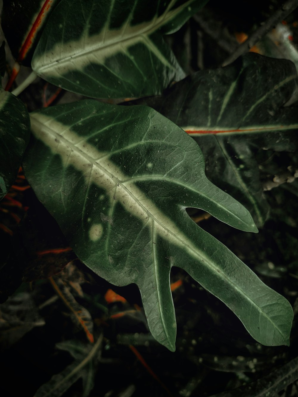 a large green leaf on the ground