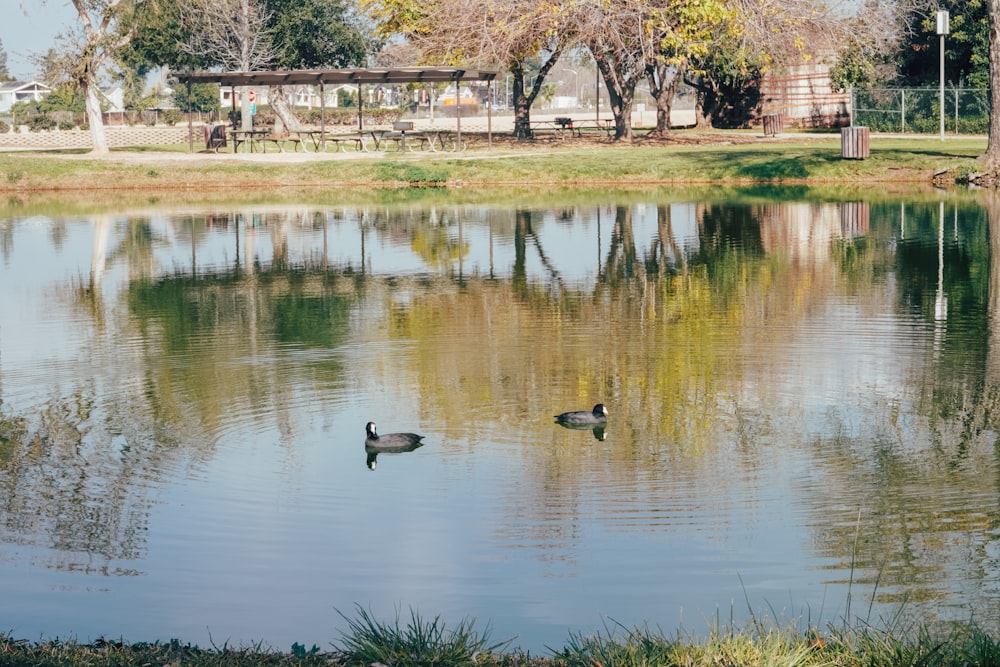 two ducks are swimming in a pond in a park