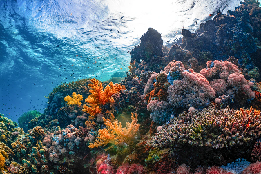 Colorful coral reef