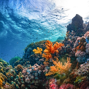 Cover Image for OceanTech Hackathon