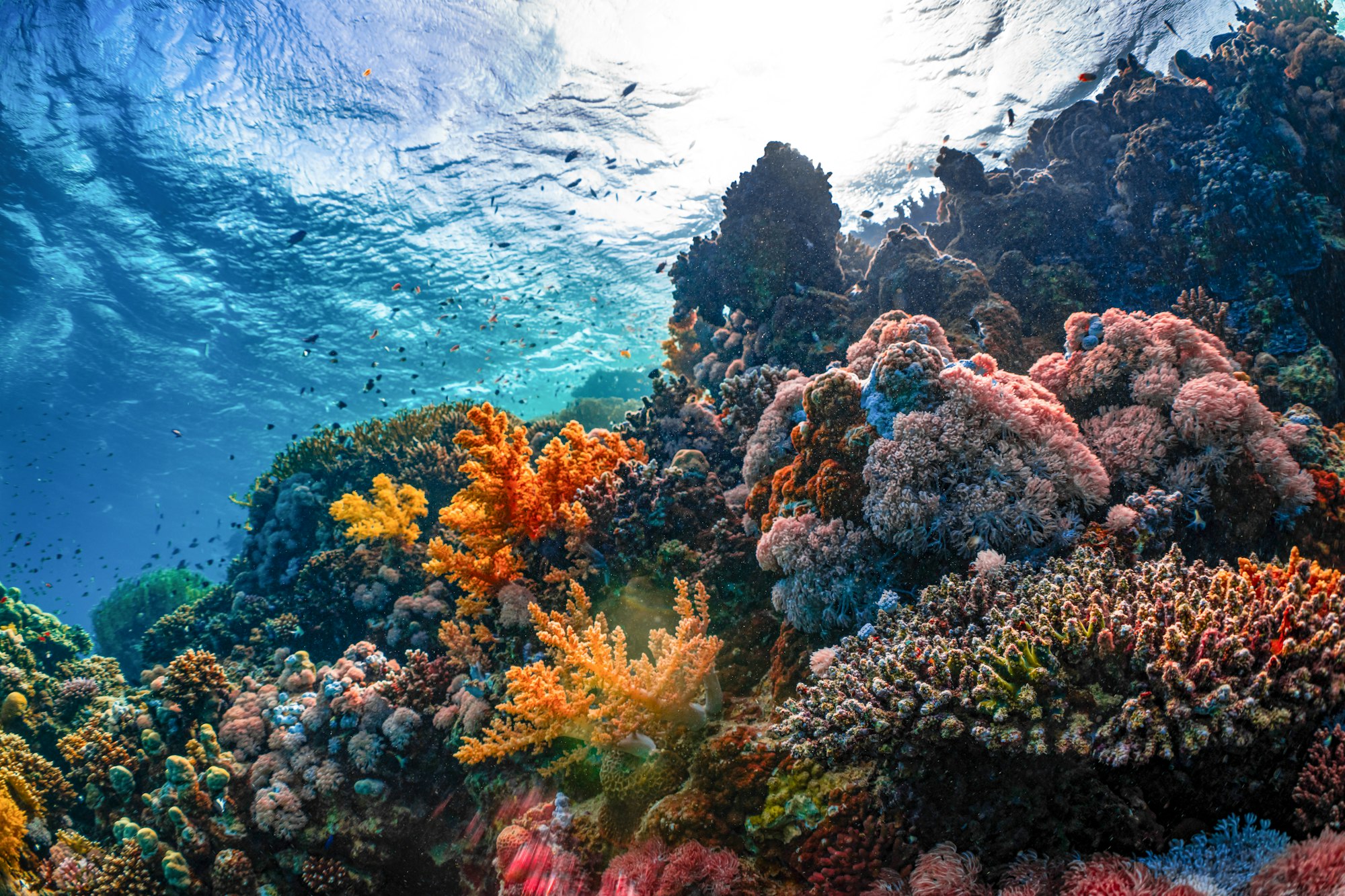 an underwater view of a colorful coral reef