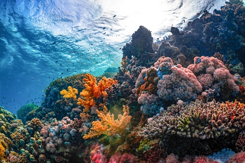 Scuba Diving