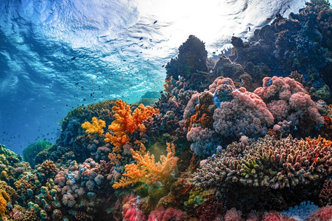 Terumbu karang warna-warni ekowisata bawah laut Teluk Cenderawasih