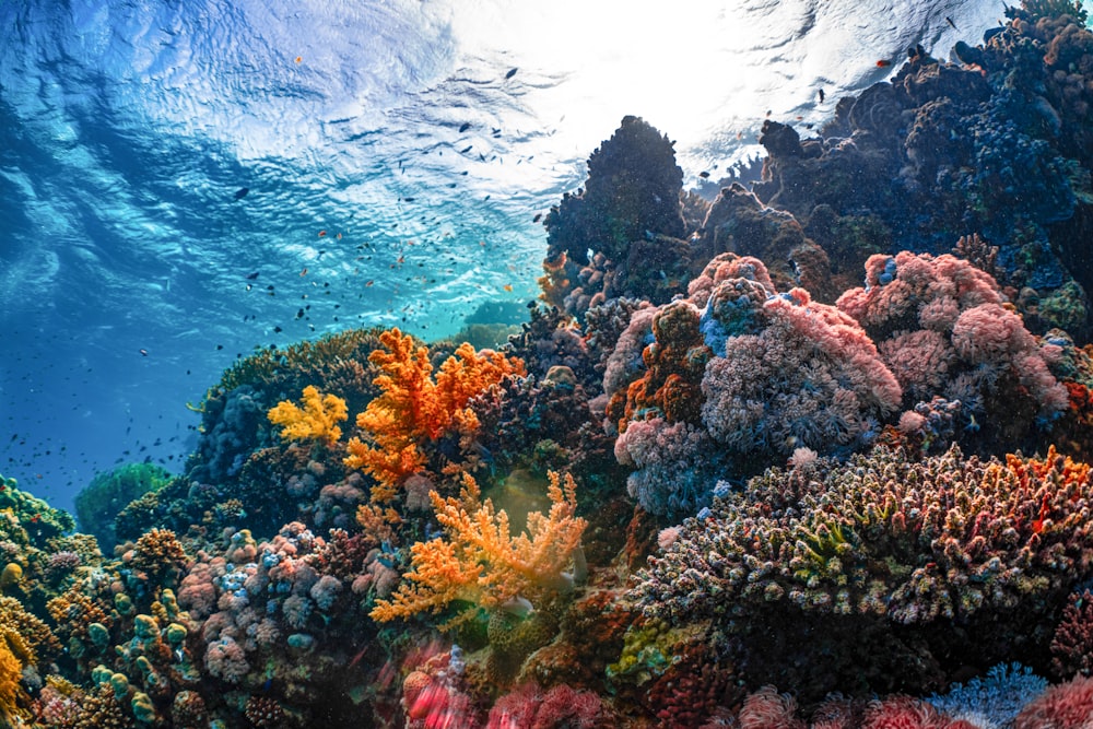 an underwater view of a colorful coral reef