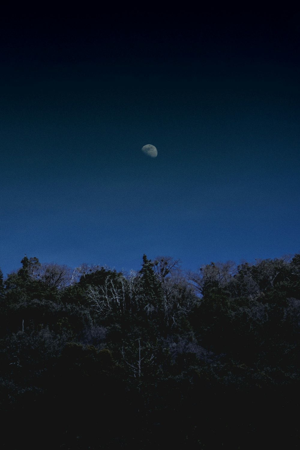 uma lua cheia é vista no céu acima das árvores