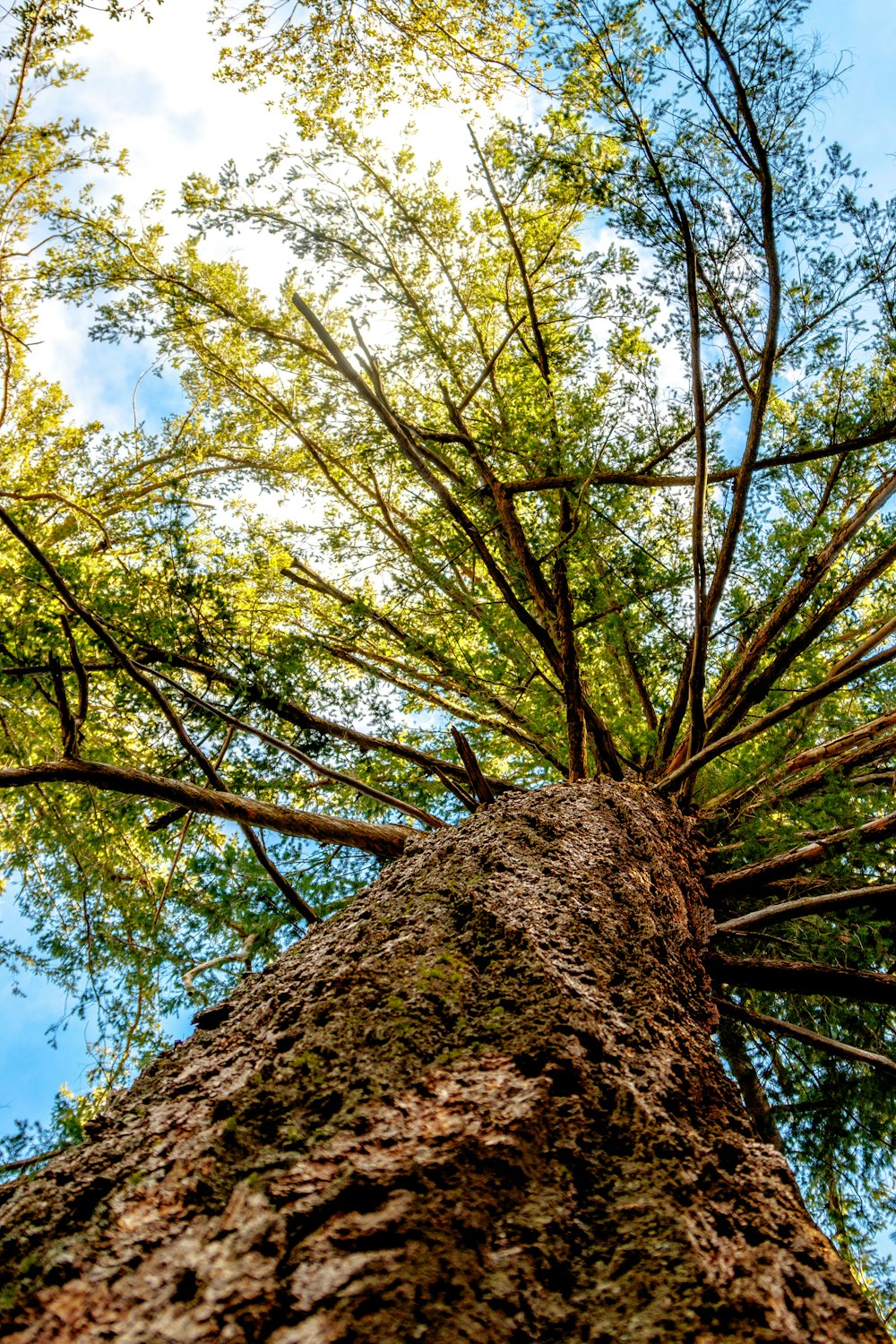 a tall tree with lots of green leaves