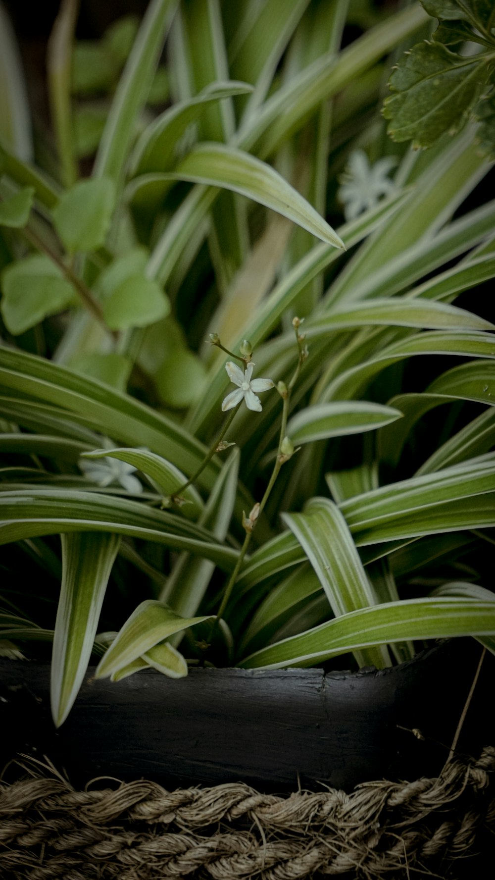 a close up of a plant with green leaves