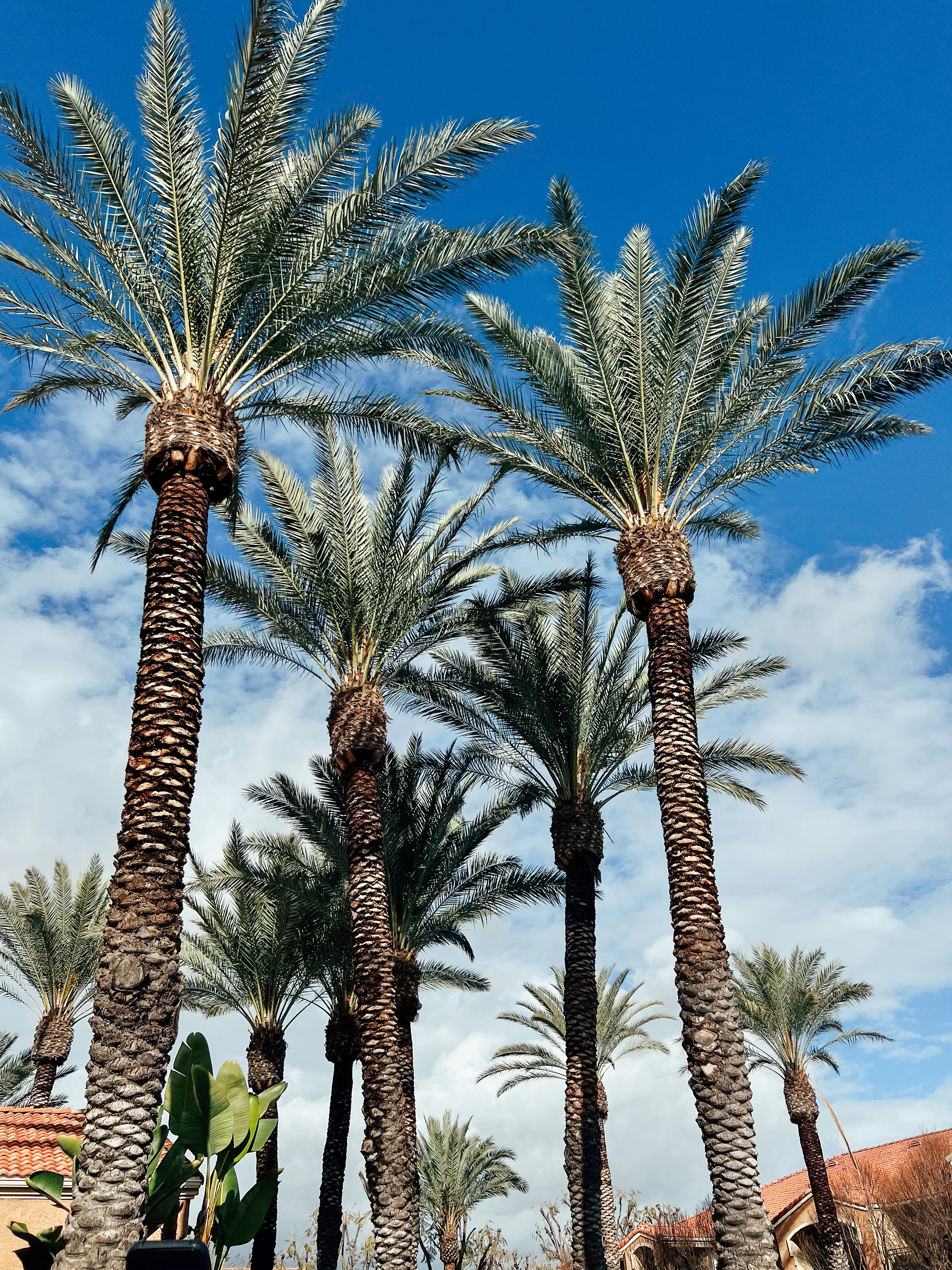 Photo by southcypress